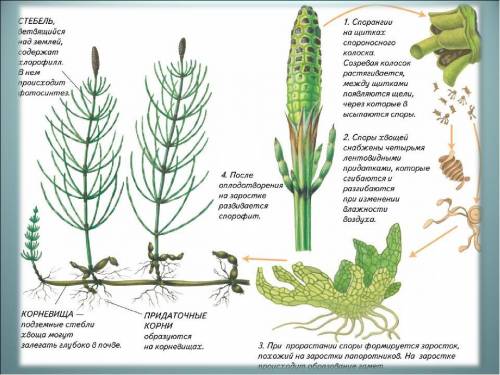Расположение спорангиев у плаунов и хвощей