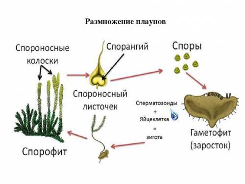 Расположение спорангиев у плаунов и хвощей