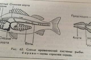 1) рассмотрите жабры рыбы. определите их расположение на теле. 1.1) к какой системе их относят? 2)на