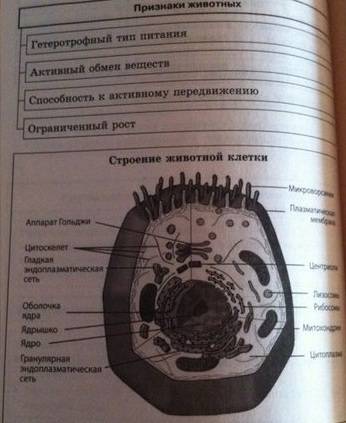 Строение тела животных. особенности животных клеток; ткани, органы и системы органов. организм как ц