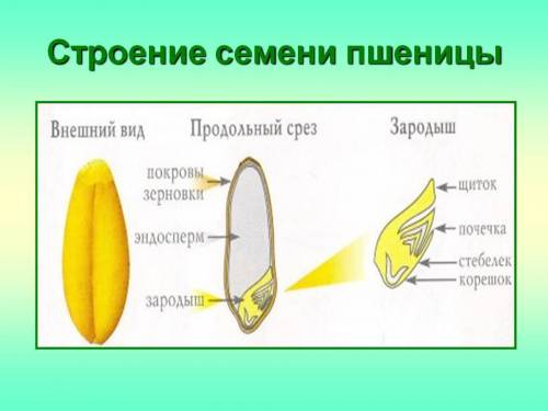 Из каких частей состоит семя? фсоль: пшеница: из каких частей сотоит зародышь? где запас питательных