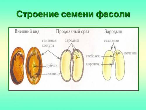 Из каких частей состоит семя? фсоль: пшеница: из каких частей сотоит зародышь? где запас питательных