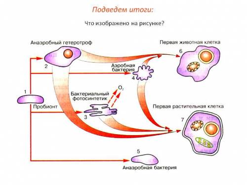 На каком рисунке изображен гетеротрофный организм?