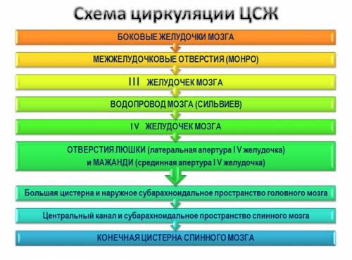 Назовите структуры участвующие в циркуляции ликвора в головном мозге