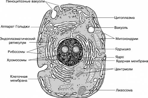 1.какое строение имеет растительная клетка? улотрикс?