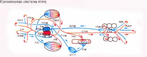 Схема рисунок кровеносной системы птиц