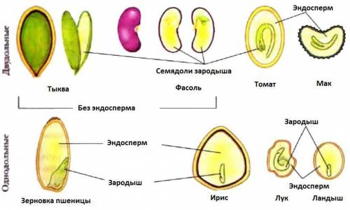 Что такое семядоли? какую функцию выполняют семядоли в семени?