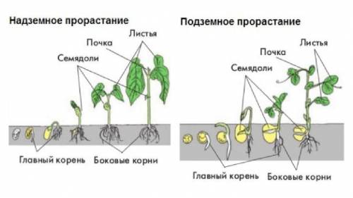 Что такое семядоли? какую функцию выполняют семядоли в семени?