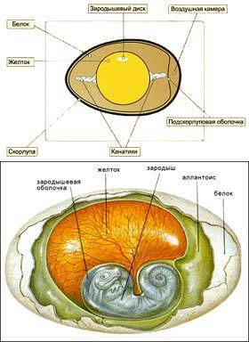 Подпиши из каких частей состоит яйцо птицы.