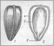 Строение семени и подсолнечника , картинки желательно