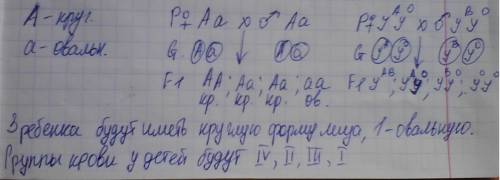 Круглолицая женщина со ii группой крови выходит замуж за круглолицего мужчину с iii группой крови. и