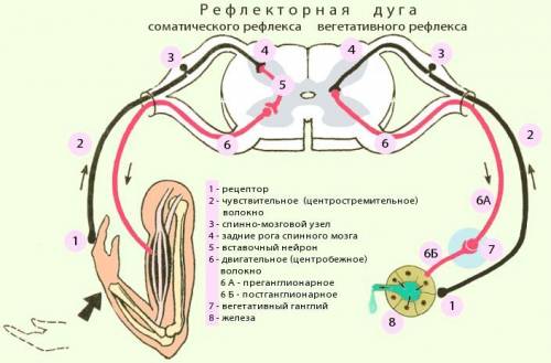 Передача нервного импульса по парасимпатической дуге