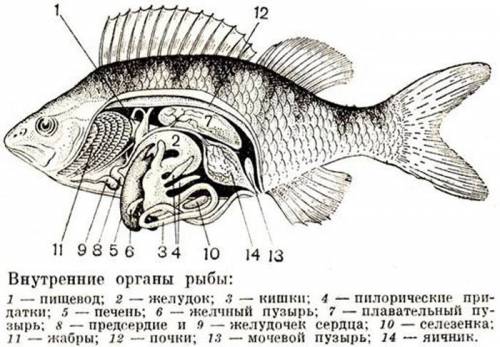 Таблица системы органов рыб и их функции