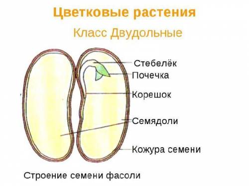 Вчем отличие семени однодольного растения от семени двудольного растения?