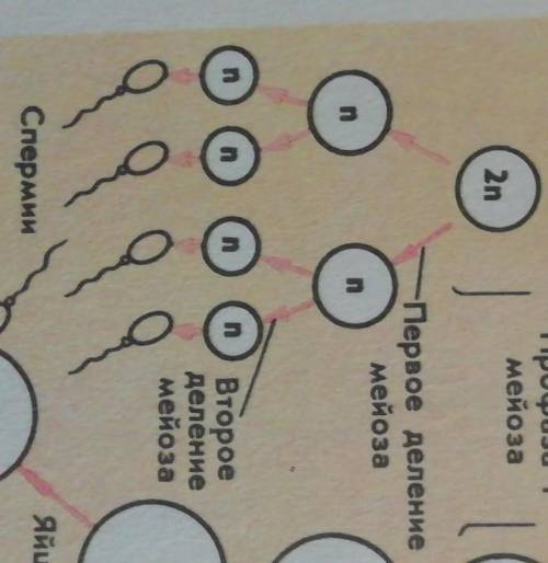 Сколько клеток образуется при сперматогенезе из одной исходной клетки