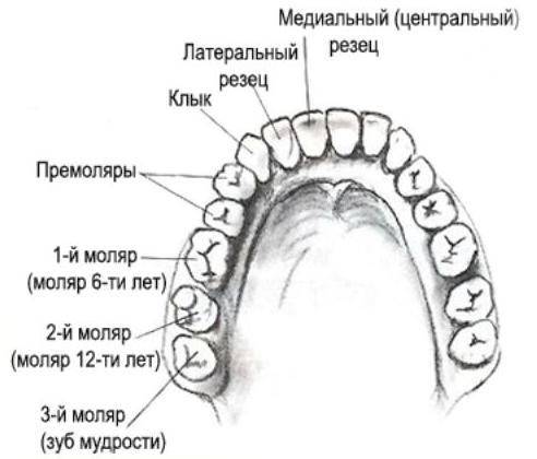 Ккакой категории относятся «зубы мудрости»?