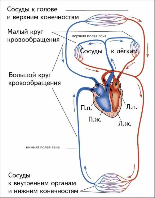 По какому сосуду кровь движется к сердцу? 1) лимфатическому 2) артериоле 3) спинной аорте 4) верхней