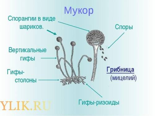 Ггриб мукор его ртсунок,тип гриба и значение