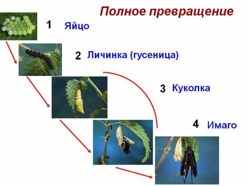 Изучите на примере коллекционных материалов стадии развития насекомых с полным превращением.запишите