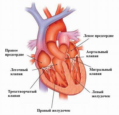 Где расположен левый желудочек сердца человека?