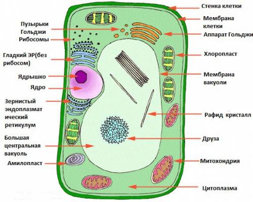 Чем отличается клетки четырех царств