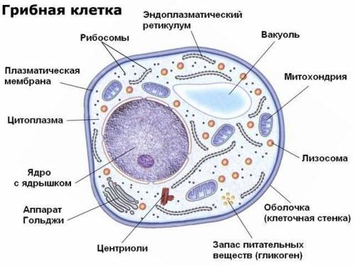 Чем отличается клетки четырех царств