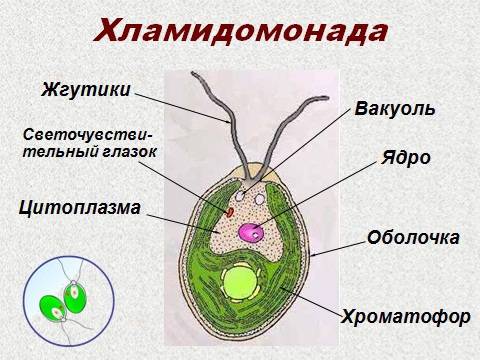 Строение хломидомонады и её значение в природе