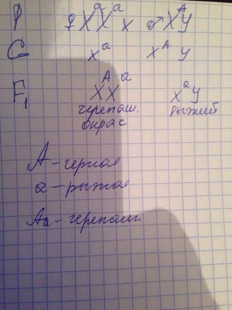 Укошек ген черной и рыжей окраски сцеплены с полом, находятся в x хромосоме. при их сочетании получа