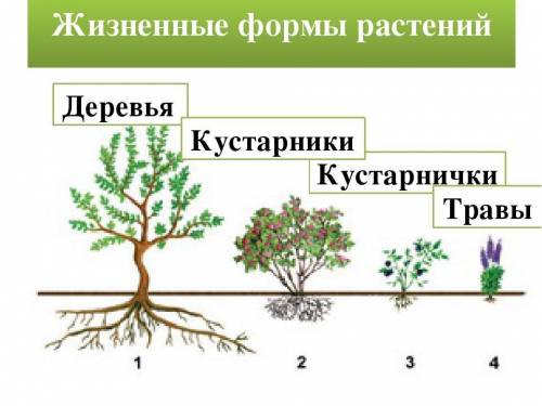 Примеры: кустарников, кустарничков, травы