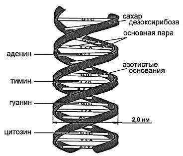 Нарисуйте на листочке днк и рнк, молю