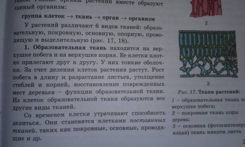 Какие функции выполняет образовательная и основная ткани растения? сравните их