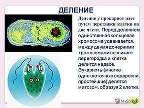 1. назовите основные части клетки и объясните их назначение. 2. какую функцию выполняют клеточные ор