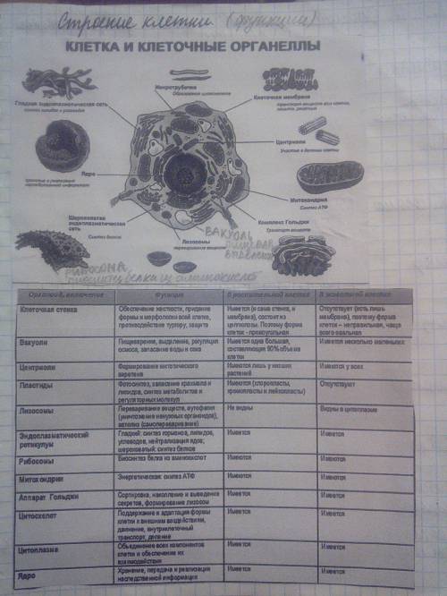 Нарисуйте в контуре живой клетки соответствующие ей органоиды