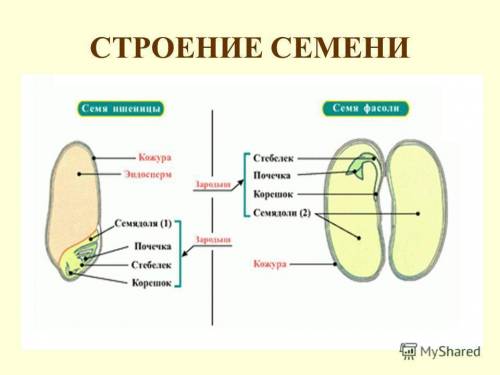 Изучите строение семени яблока , тыквы или подсолничника . зарисуйте строение одного из семян