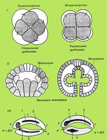 Эмбриональное развитие у вторичноротых