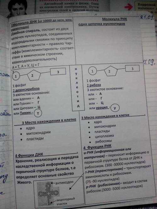 Заполните таблицу сходство и различия днк и рнк(фотку сделанного ))0