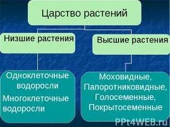 Моховидные относятся к низшим растениям?