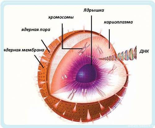 Что находится в ядре клетки? подскажите , много !