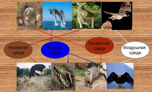 Биология какие существуют среды обитания