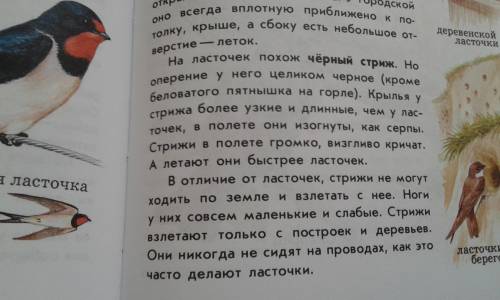 Ватласе опредилителе от земли до неба найди информацию о ласточках и стрижах узнай вчем они отличают