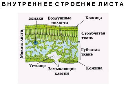 Подпишите названия частей среза листа