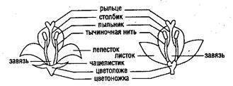 Внешнее и внутреннее строение семян дыни и его основные части.