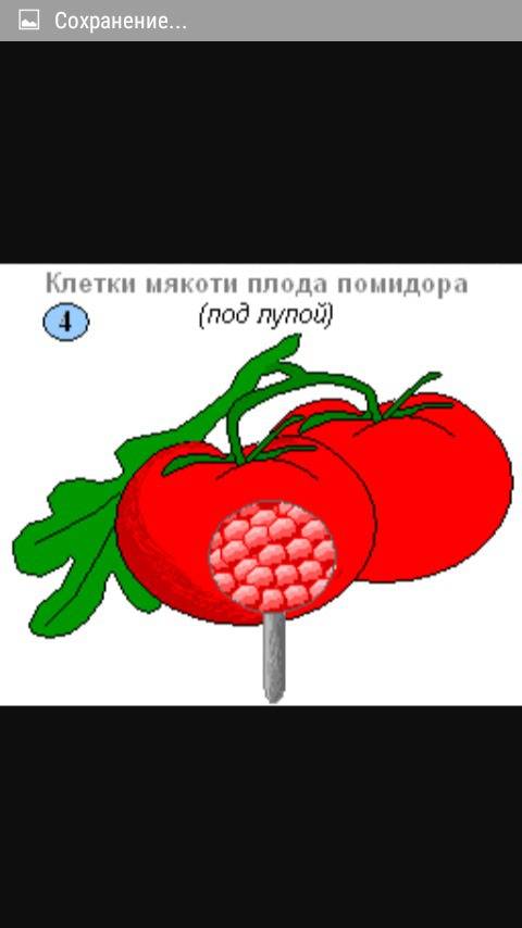 Как выгляит мякоть помидора и арбуза под лупой на срезе.