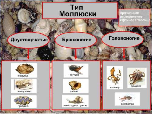 Рассмотрите предложенные вам раковины моллюсков разделите их на группы брюхоногих и двустворчатых.