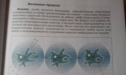 Как амеба определяет съедобные и несъедобные частицы?