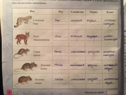 Назовите род, семейство, отряд, класс, этих животных: снежный барс, рысь обыкновенная, серая крыса,