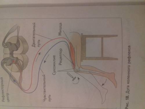 Тема коленный рефлекс 2 объясните, как идет информация по рефлекторной дуге 3 можно ли затормозить д