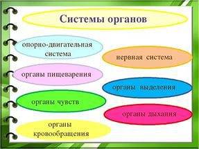 Что называют системой органов ? перечисли основные системы органов человека.