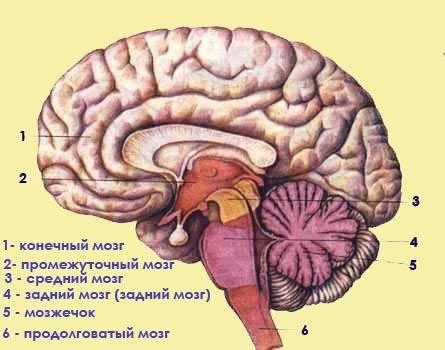 Назовите отдел головного мозга при повреждени которого будет нарушена деятельность защитных двительн