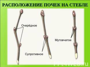 Рассмотри побеги разных растений. зарисуй расположение почек на стебле.